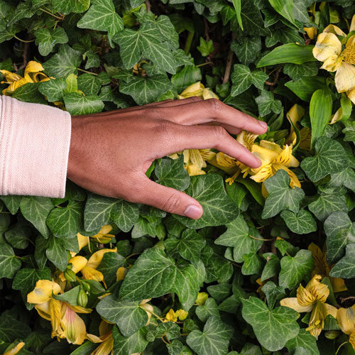 A handing touching leaves